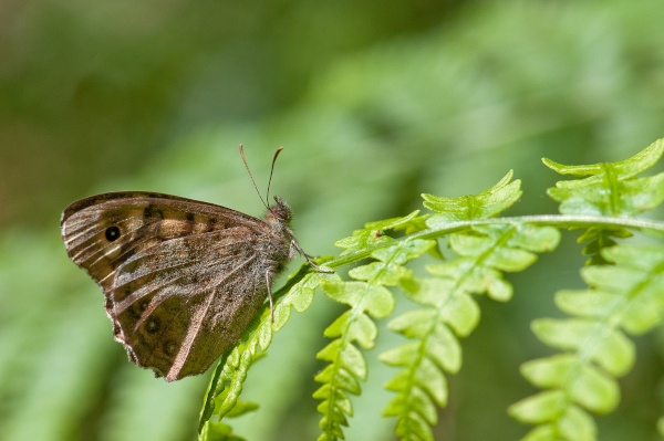Tircis (Pararge aegeria) dessous des ailes au repos &copy; J.-J. Carlier
